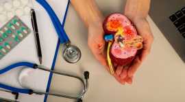 What are common myths and facts about kidney Tran., Raipur