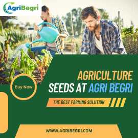 Explore Premium Agricultural Seeds at Agri Begri f, $ 566