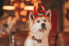 A Pet Groomer's Warning: Dangerous Holiday Foods , Chicago