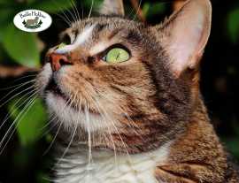 Egyptian Mau for Sale: Explore Egyptian Mau Cats, $ 1