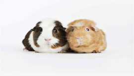 Buy Healthy Rabbits for sale in Jaipur at Affordab, Jaipur