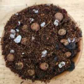 Exotic Aroid Mix: Diverse Blend of Tropical Beauti, $ 13