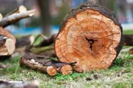 Land Clearing Sydney, Forestville