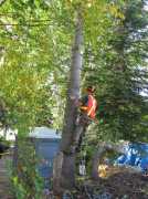 Tree Removal Crows Nest, Lane Cove