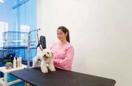 Top 7 Techniques Pet Groomers Use to Calm Pets , Chicago