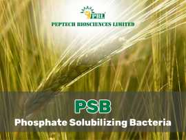 Buy Today Phosphate solubilizing bacteria at Pepte, $ 0