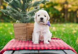Golden doodle Puppies in Indiana for Sale Fill you, $ 2,000