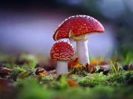 Entheogenic Mushrooms Washington, Denver