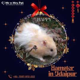 Buy Healthy Hamsters for sale in Udaipur at Afford, Udaipur