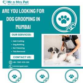 Exclusive Dog Grooming at Home in Mumbai, Mumbai