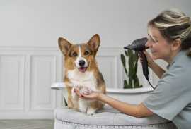 Professional Dog Grooming in Dubai , Dubai