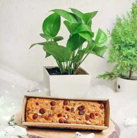 Order Christmas Gifts To Mumbai By Yuvaflowers, Rp 749