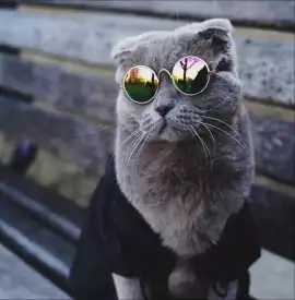 Pet Store Same Day Delivery Toronto - PAWPAWDEAR, Richmond Hill