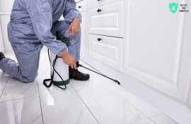 Reliable Termite Treatment Services, Brisbane