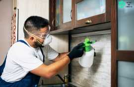 Termite Inspection Brisbane :Protect Your Property, Brisbane