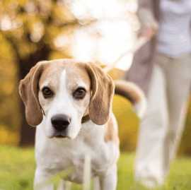 Doorstep Dog Grooming Dallas, Dallas