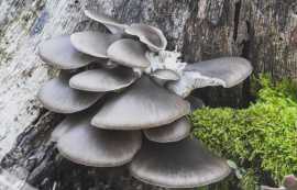  How to Grow Blue Oyster Mushrooms, Elizabeth