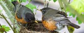 Reliable Bird Control in Melbourne for Your Proper, Keysborough