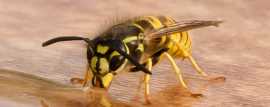 Wasps Control in Melbourne with Effective Pest Sol, Melbourne