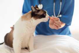 Reliable Mobile Vet Services Caring for Your Pet, Kirkintilloch