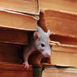ProActive Pest Control, Virginia Beach