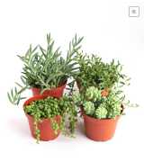 Succulent Table Decorations | Shop Succulents, California City