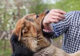Santa Monica Lawyer Ready for Dog Attack Cases, Santa Monica