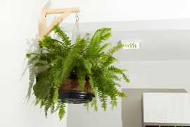 Brighten Up Your Home with Beautiful Indoor Hangin, $ 1