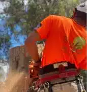 Expert Pro Cut Tree Services in Sydney, Sydney