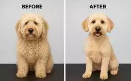 Dog Grooming, Patna