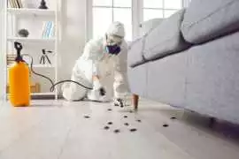  bed bugs control, Leicester