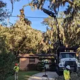 Tree Cutting Service Florida, Jacksonville