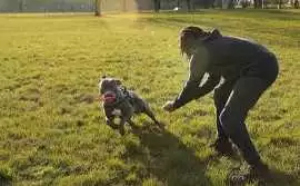 Dog Training, Surat
