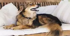 Dog Hostel, Surat