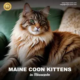 Maine Coon Kittens in Minnesota, Milton