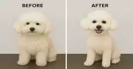 Dog Grooming, Surat