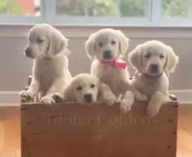 Golden Retriever Puppies: Friendly, Well-Raised , Nashville