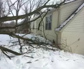 Tree Removal Trimming Services in Malvern, Acosta