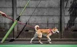 Dog Walking, Surat