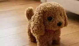 RoboPaw Robot Puppy: Is It Worth It?, Kandahar