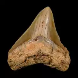 Authentic Megalodon Tooth Fossil for Collectors, $ 70
