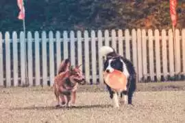 Dog Training, Kochi