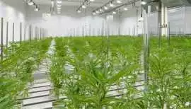 Buy Clones near me , $ 0