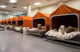 Dog Hostel, Kochi