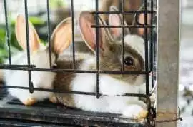 Small Pets Hostel In , Kochi