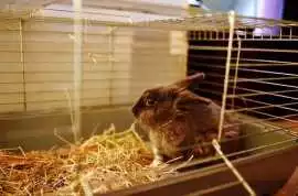 Small Pets Hostel In , Ghaziabad