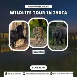 Book the Best Wildlife Tour in India 