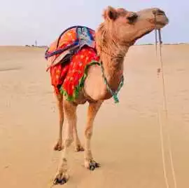 Rajasthan Holiday Packages