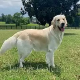 English Cream Golden Retriever Puppies For Sale, Nashville
