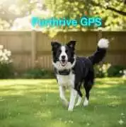 Furthrive GPS Tracker – No Fences, No Wi-Fi, Just, New York